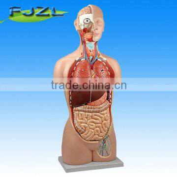 human anatomy Torso 17 Parts Sexless Open Back model