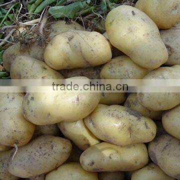 Fresh potato/Potato mesh bag/Sell Potatoes