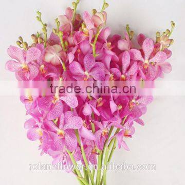 purple cattleya orchid plants export for wedding event decoration