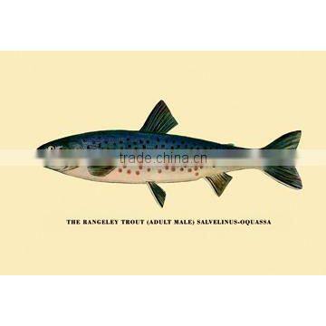 The Rangeley Trout 12x18 Giclee on canvas