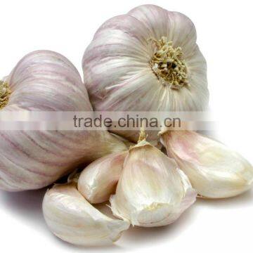 Garlic Peeling Belt Color Sorting Machine