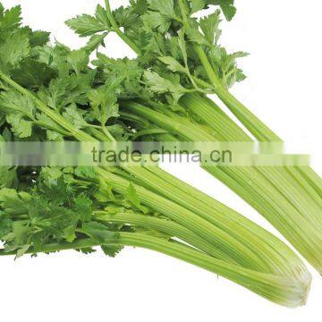 Fresh Celery for Sale Good Quality photo-5