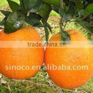 Fresh Navel Orange Fruit