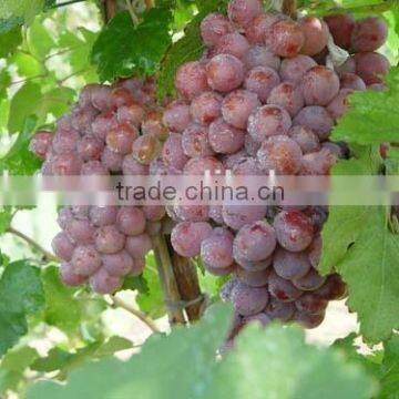 Fresh Style and Grapefruit Type Fresh Fruit From China photo-2