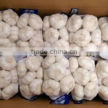 Pure white garlic 5cm