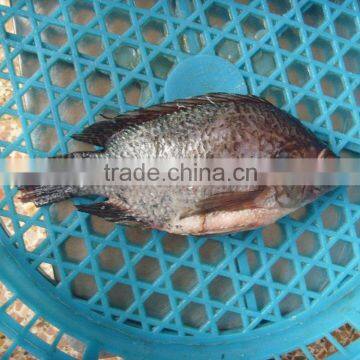 FROZEN Gutted Black TILAPIA WHOLE ROUND 500-800G