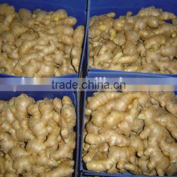 New Crop China Fresh Ginger for Sale photo-6