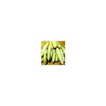 Kigelia Africana Sausage Tree