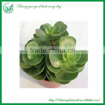 Coin Shaped Indoor Ornamental Succulent Plant wholesale