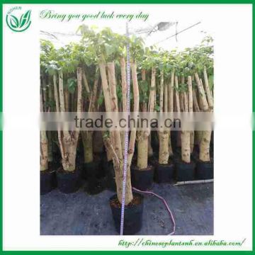 RADERMACHERA SINICA S.P. Indoo Ornamental Plants