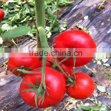 2016 F1 Hybrid Best Tomato Seeds Red Price With High Quality photo-2