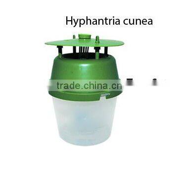 Bucket trap for Hyphantria Cunea