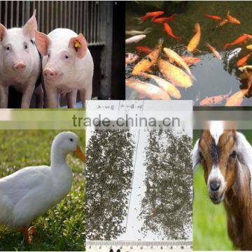 Cattle,Horse,Chicken,Dog,Pig,Fish Use Seaweed Powder Type feed grade kelp meal