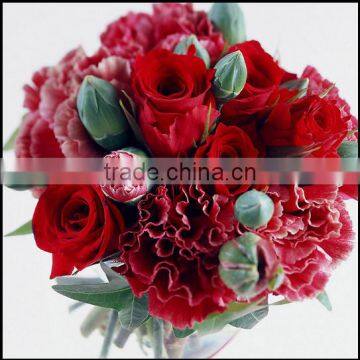 Beautifu Fresh Flowers Fresh Cut Red Carnation for Mother's Day Gift