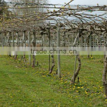 HDPE Vine Net/Plant Support Net/Vegetable climbing Net