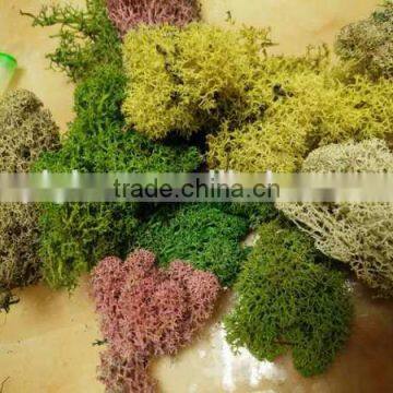 reindeer moss used to floral arrangements, planted bowls & wire rings.