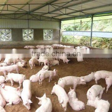 Large Multi-span pig greenhouse , pig house , fiberglass shed
