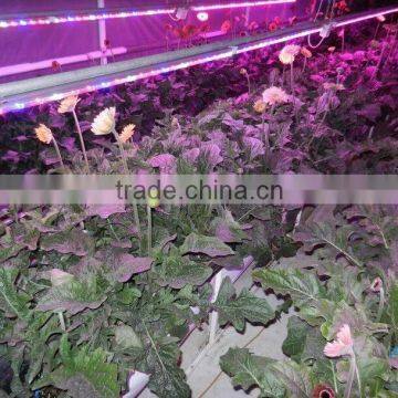 Wholesale Price Led Light for Orchids Optimum Light for Grow Plants 20w T8 4ft With Daisy-Chain photo-2