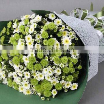 Top Sell Fresh Cut Flower Home& Party Decoration Chrysanthumum Flower Mini Bud Size Flowers From Yunnan