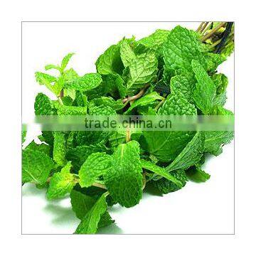 Mentha Oil