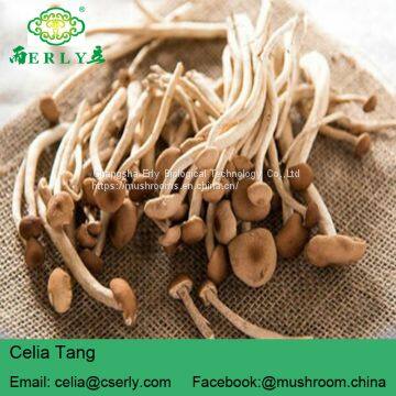 Detan Agrocybe Cylindracea Fresh Mushroom photo-4