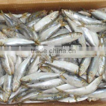 Frozen sardine export with HACCP 200 - 250 pcs / 10 kg