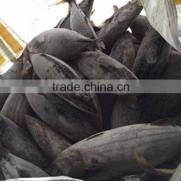 SkipJack Tuna ,stripe Tuna