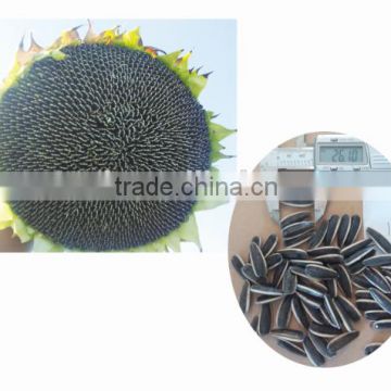 1515 Long grain type hybrid sunflower seeds