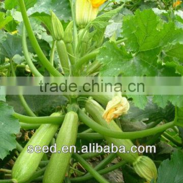 Jade 1 chinese smooth and straight cylinder squash seeds