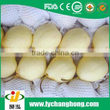 China Fresh Ya Pears 2013 new crop factory manufacturer supplierv