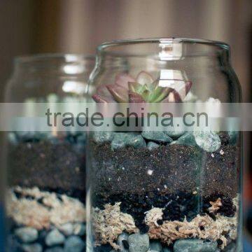 Modern Glass Can of Succulent Terranium Glass Vase for Home Decoration