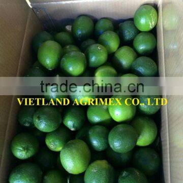 LIME AND FRESH LEMON WITHOUT SEEDS IN VIETNAM