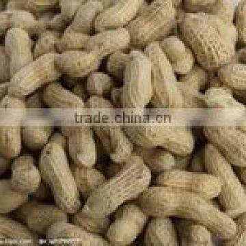 Huaxiaobao Peanut Variety Domination: Zhongkaihua 1 photo-3