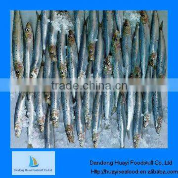 Supply frozen food sardine