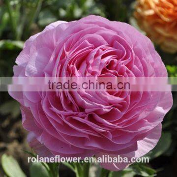 colorful fresh cut tropical single head peony flower for wholesale