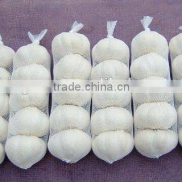 Supply Chinese Fresh pure white garlic with good quality for sale