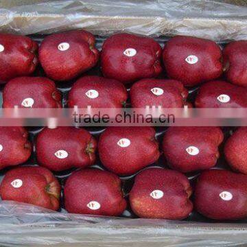 Red Delicious Apple/ Huaniu Apple photo-3