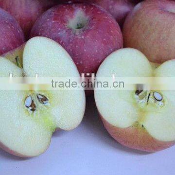 Fuji Apple Farm Export