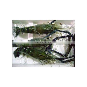 Fresh Water Prawns photo-2