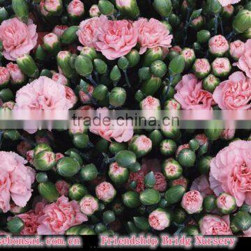 Fresh Cut Muticolor Carnation Flower photo-3