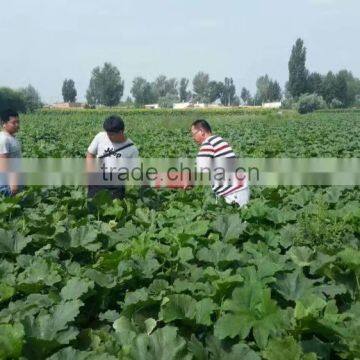 Shelled and Roasted Chinese Green Pumpkin Seed Kernels New Crop photo-5