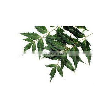 Azadirachta India Neem Leaf Powder Neem