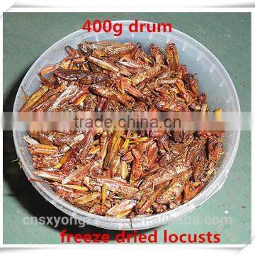 Drum (400g) Freeze Dried Locusts ;Dried Locusts For Wild Bird