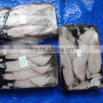 Squid Loligo photo-2