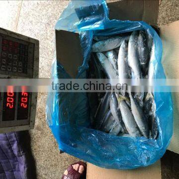 Best Price Seafrozen Pacific Mackerel Wholesale Online photo-5