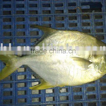 frozen golden pomfret