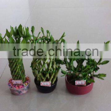 Lucky bamboo Dracaena Sanderiana Lucky bamboo cage