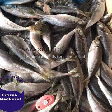 Sea Frozen Whole Round Red Tail Horse Mackerel Fish With Good Quality