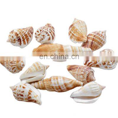 Vietnam Sea Shells Mixed Ocean/ Various Sizes Natural Seashells for Fish Tank, Home Decorations, Beach Theme Party