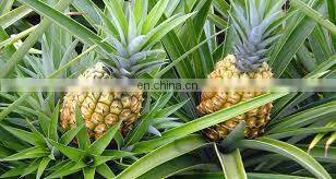 PINEAPLLE ENZYME BROMELAIN PINEAPPLE POWDER/BROMELAIN POWDER MADE IN VIET NAM photo-5